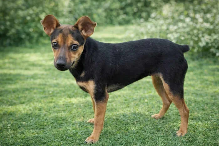 Cachorro raça SRD-ViraLata idade 7 a 11 meses nome PITIKO