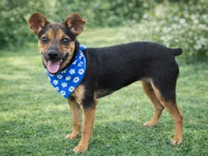 Cachorro raça SRD-ViraLata idade 7 a 11 meses nome PITIKO