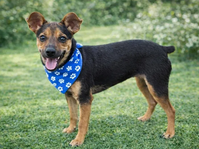 Cachorro raça SRD-ViraLata idade 7 a 11 meses nome PITIKO