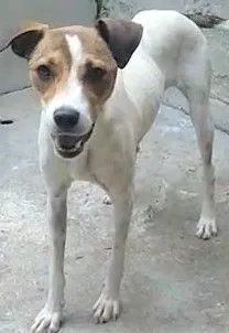 Cachorro raça SRD-ViraLata idade 2 anos nome VIVI 