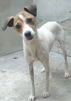 Cachorro raça SRD-ViraLata idade 2 anos nome VIVI 