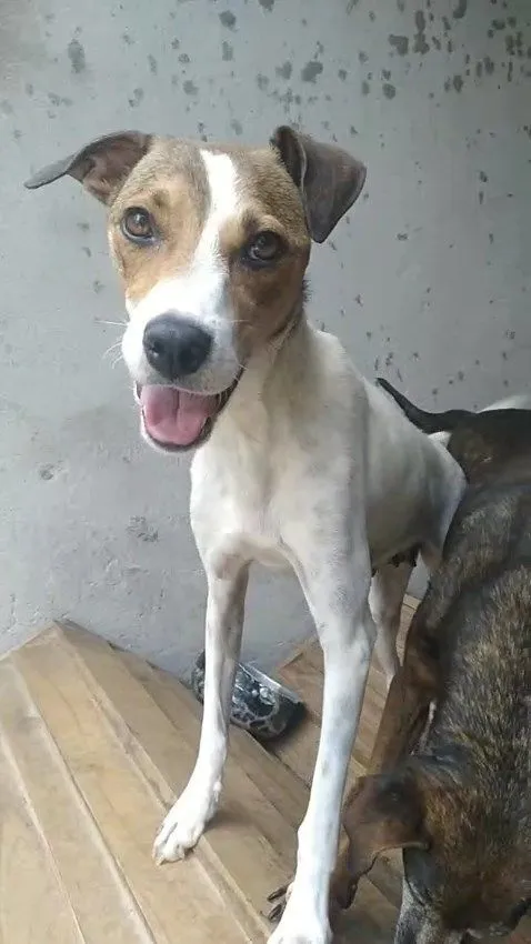 Cachorro raça SRD-ViraLata idade 2 anos nome VIVI 