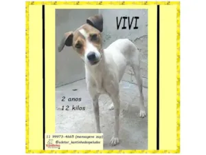 Cachorro raça SRD-ViraLata idade 2 anos nome VIVI 