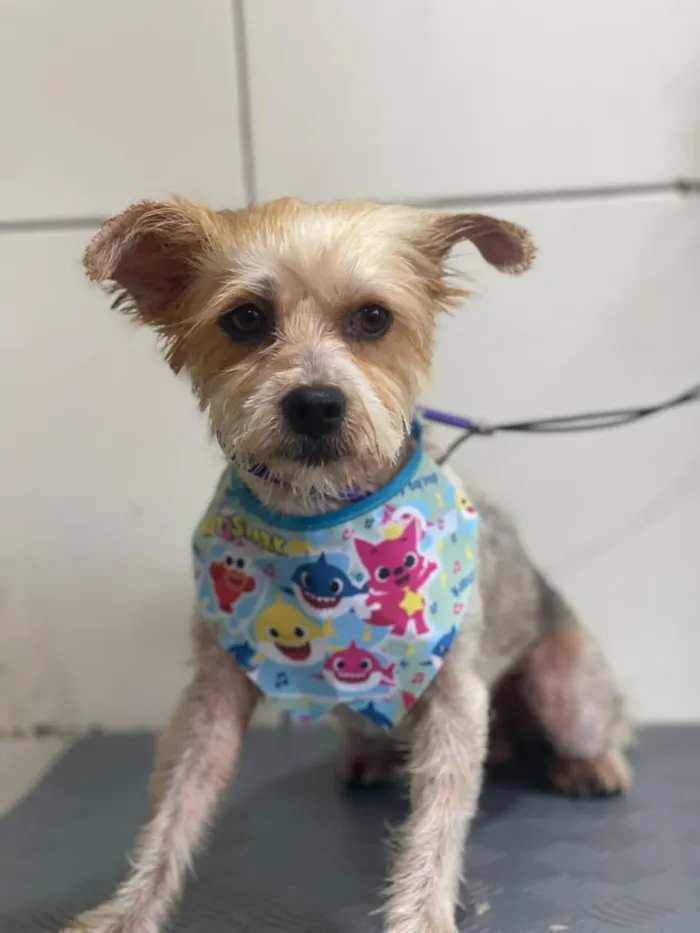 Cachorro raça SRD-ViraLata idade 1 ano nome IURI