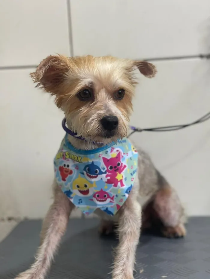 Cachorro raça SRD-ViraLata idade 1 ano nome IURI