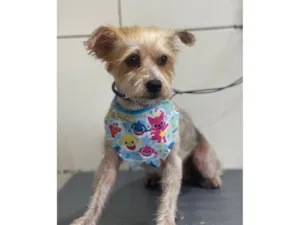 Cachorro raça SRD-ViraLata idade 1 ano nome IURI