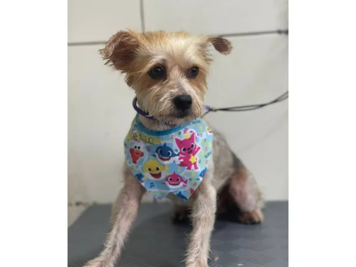 Cachorro raça SRD-ViraLata idade 1 ano nome IURI