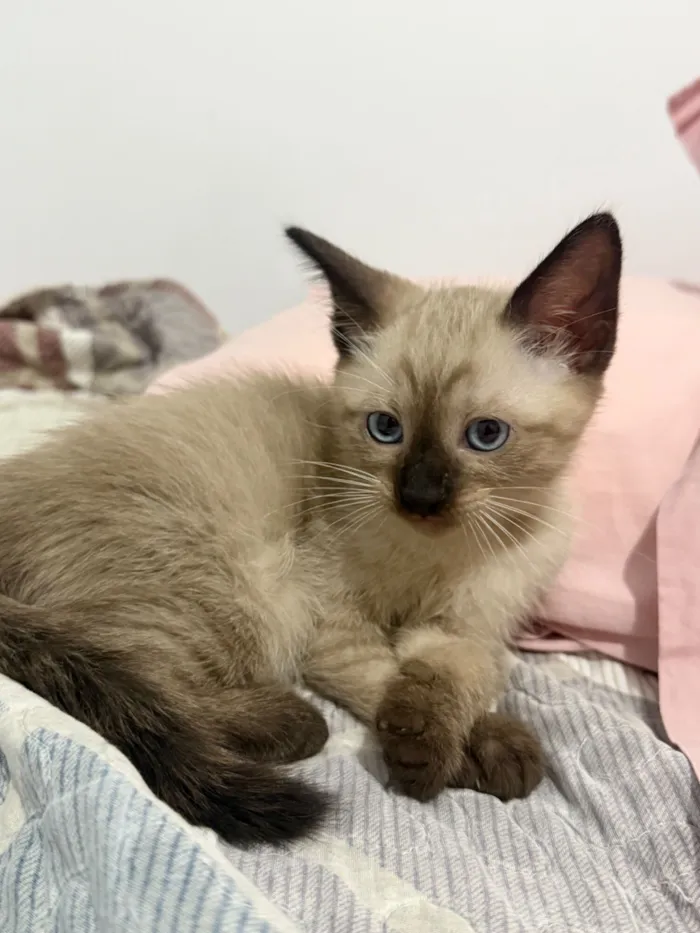 Gato raça SRD-ViraLata idade Abaixo de 2 meses nome Gatinha