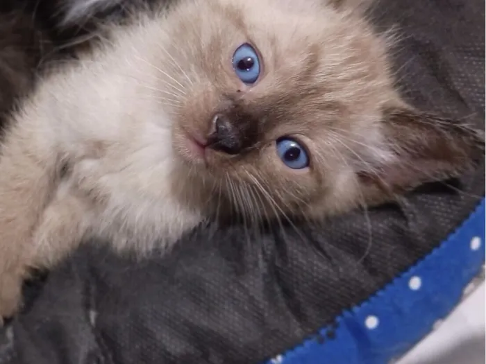 Gato raça SRD-ViraLata idade Abaixo de 2 meses nome Gatinha