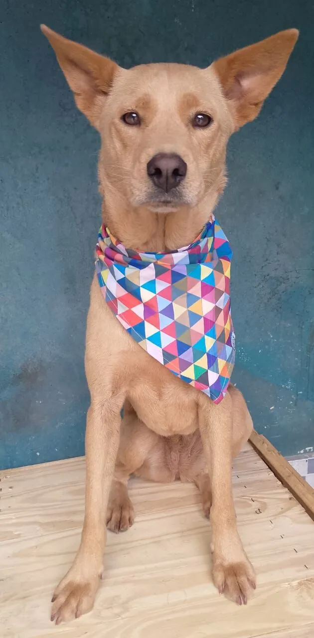 Cachorro raça SRD-ViraLata idade 2 anos nome BABY