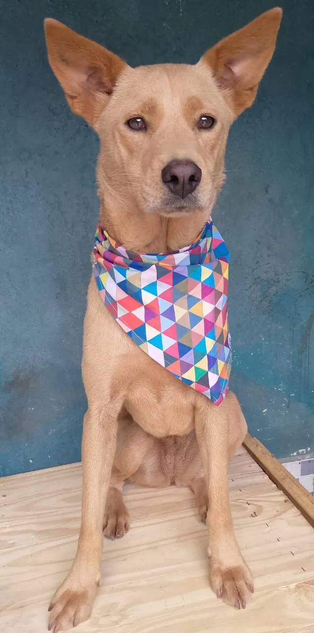 Cachorro raça SRD-ViraLata idade 2 anos nome BABY