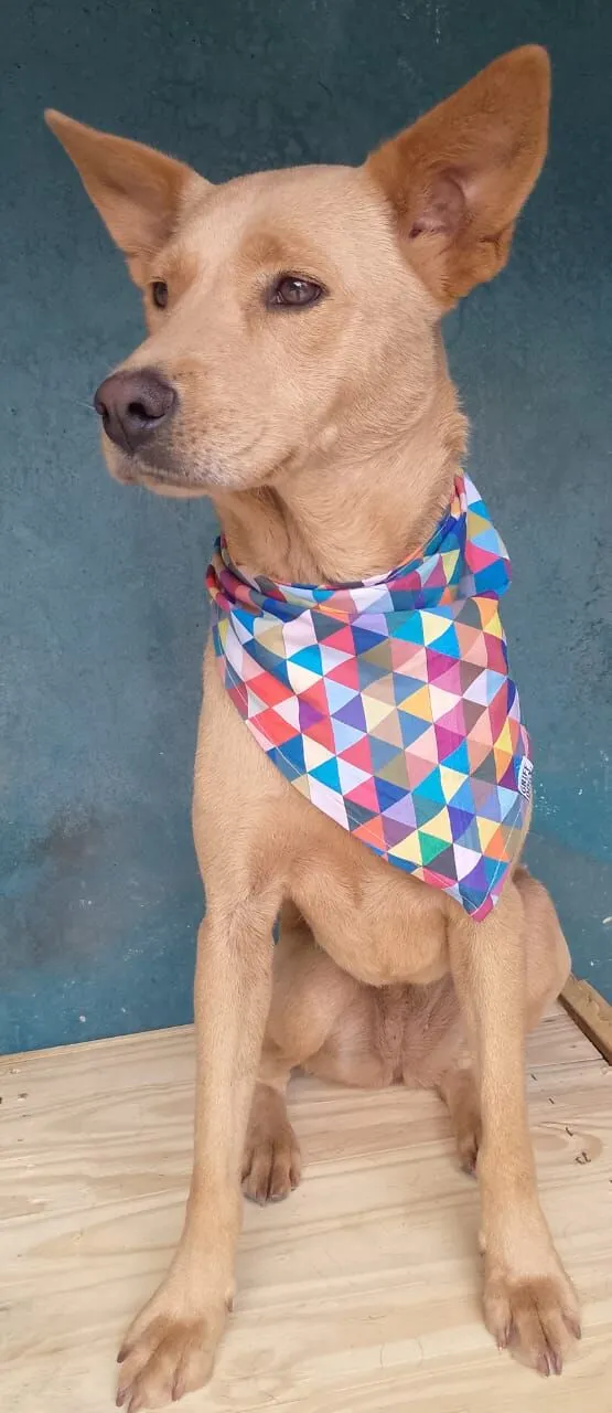 Cachorro raça SRD-ViraLata idade 2 anos nome BABY