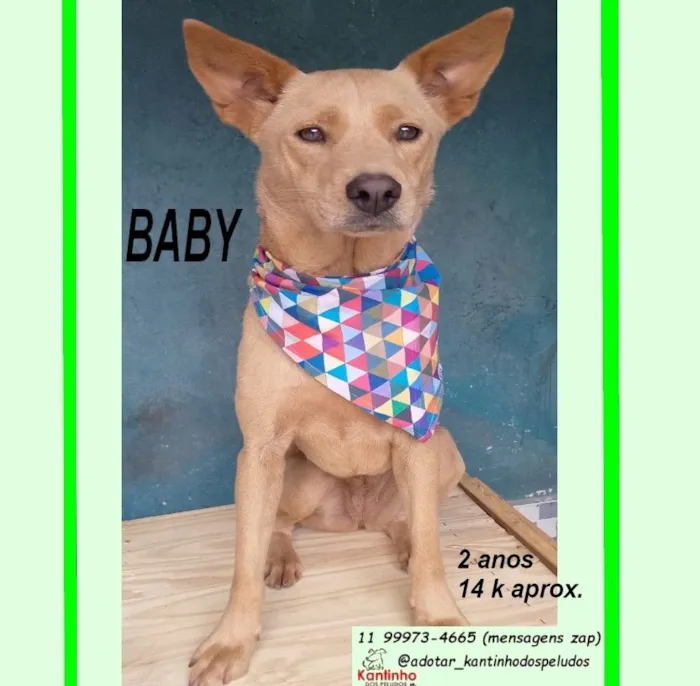 Cachorro raça SRD-ViraLata idade 2 anos nome BABY