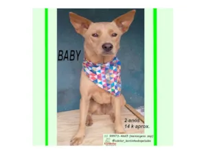 Cachorro raça SRD-ViraLata idade 2 anos nome BABY