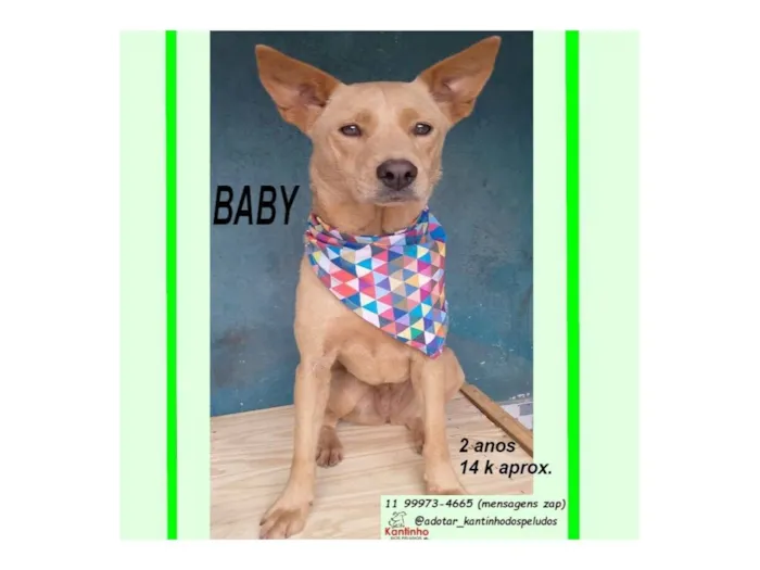 Cachorro raça SRD-ViraLata idade 2 anos nome BABY