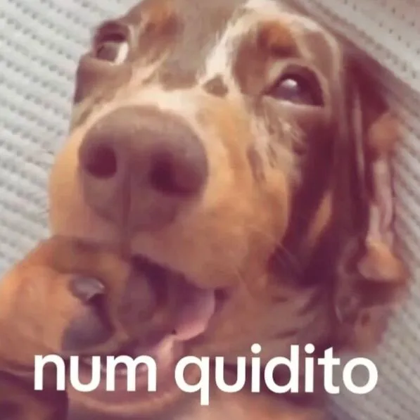 Cachorro raça SRD-ViraLata idade 7 a 11 meses nome Sem nome