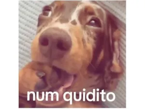 Cachorro raça SRD-ViraLata idade 7 a 11 meses nome Sem nome