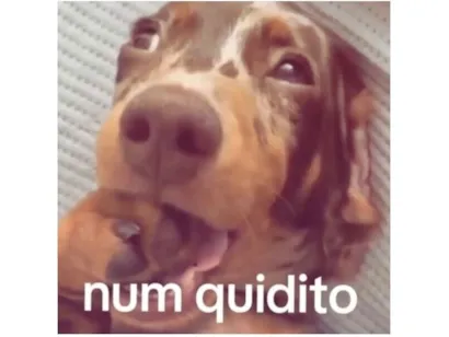 Cachorro raça SRD-ViraLata idade 7 a 11 meses nome Sem nome