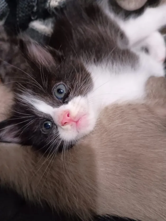 Gato raça SRD-ViraLata idade Abaixo de 2 meses nome Gata