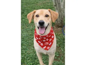 Cachorro raça SRD-ViraLata idade 4 anos nome BAZILIO