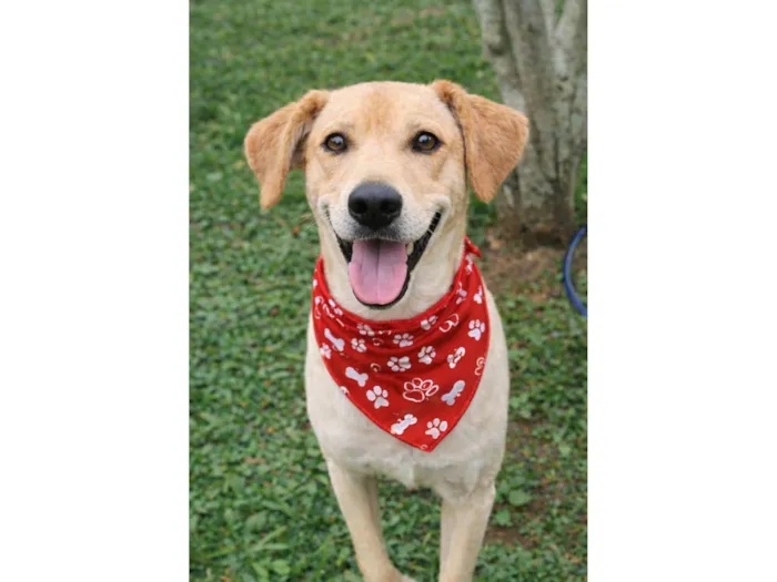 Cachorro raça SRD-ViraLata idade 4 anos nome BAZILIO