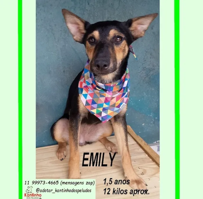 Cachorro raça SRD-ViraLata idade 1 ano nome EMILY