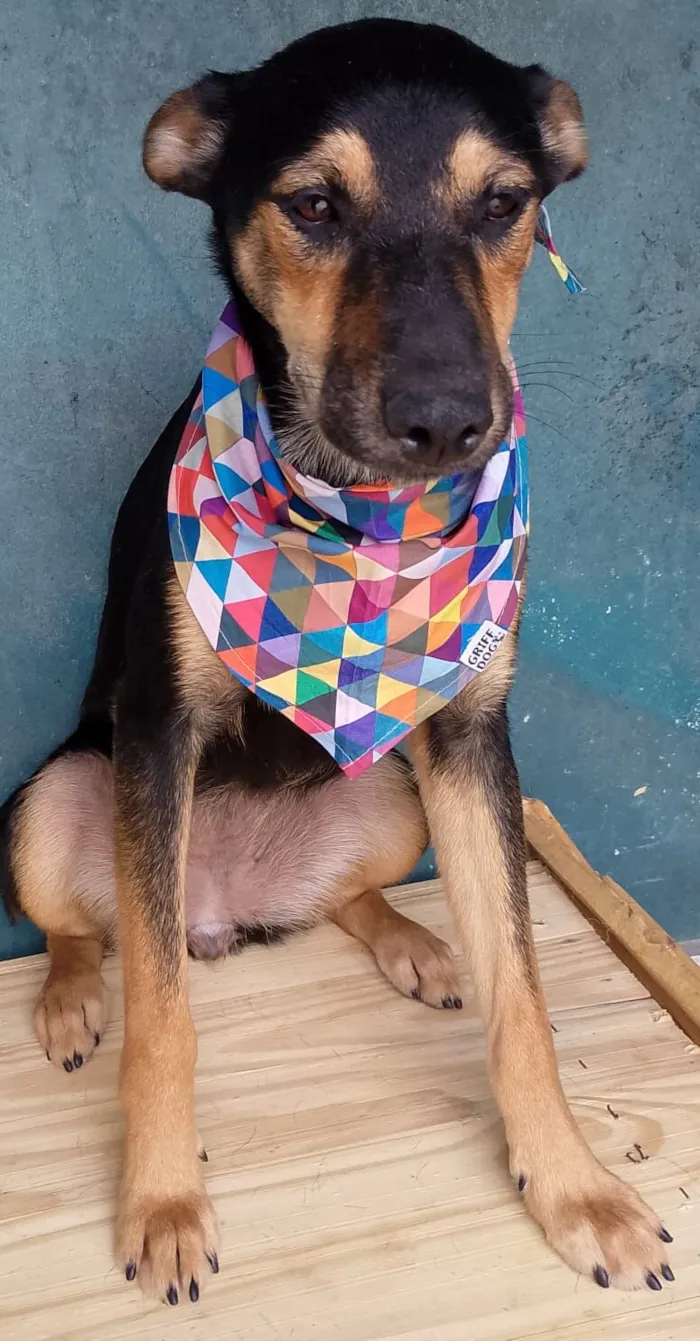 Cachorro raça SRD-ViraLata idade 1 ano nome EMILY