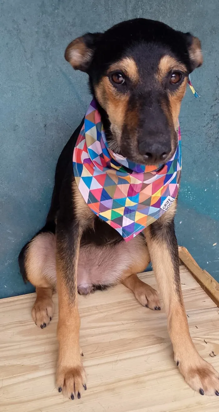 Cachorro raça SRD-ViraLata idade 1 ano nome EMILY