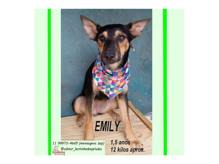 Cachorro raça SRD-ViraLata idade 1 ano nome EMILY