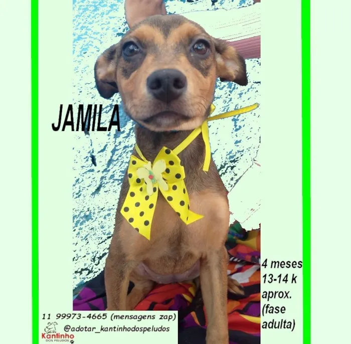 Cachorro raça SRD-ViraLata idade 2 a 6 meses nome JAMILA