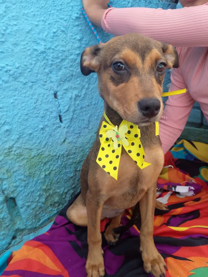 Cachorro raça SRD-ViraLata idade 2 a 6 meses nome JAMILA