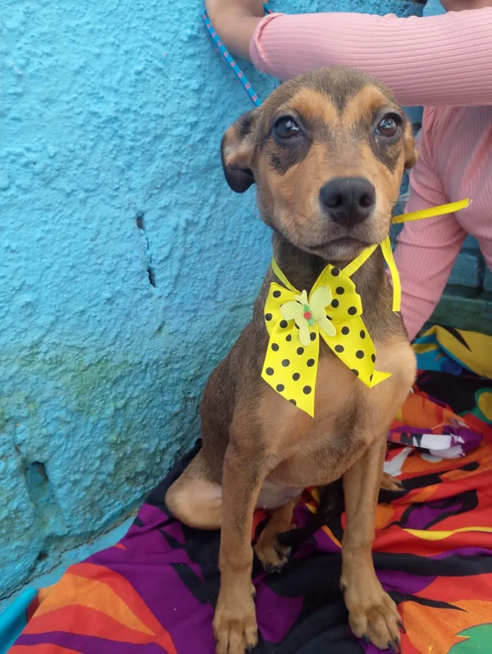 Cachorro raça SRD-ViraLata idade 2 a 6 meses nome JAMILA