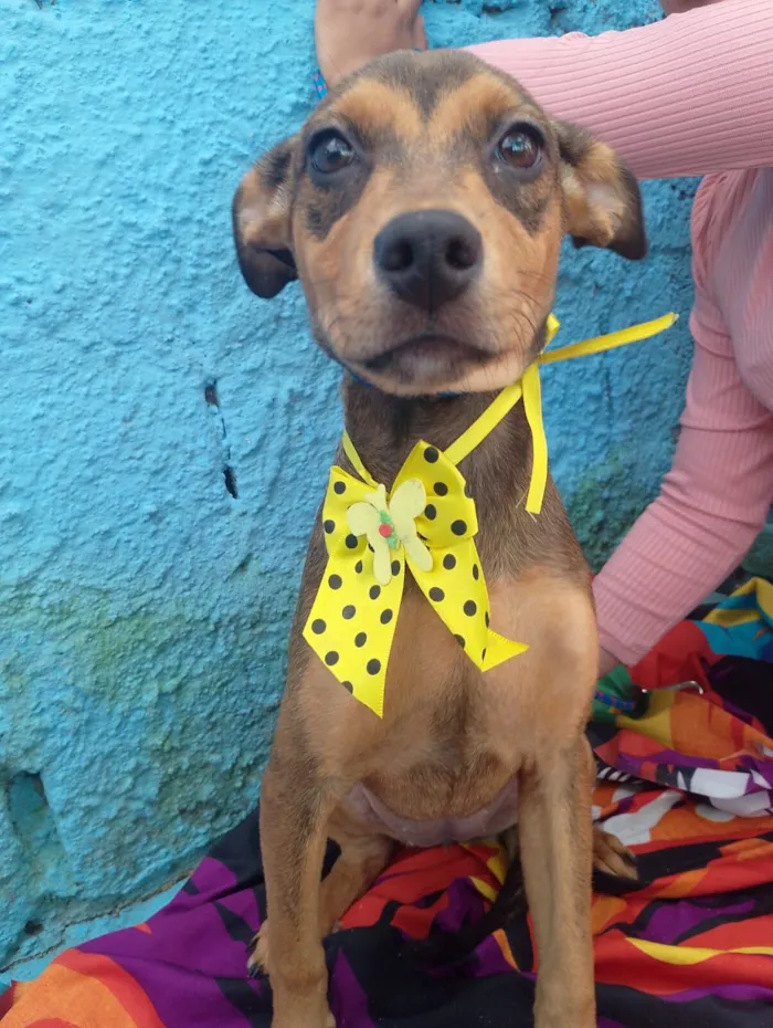 Cachorro raça SRD-ViraLata idade 2 a 6 meses nome JAMILA