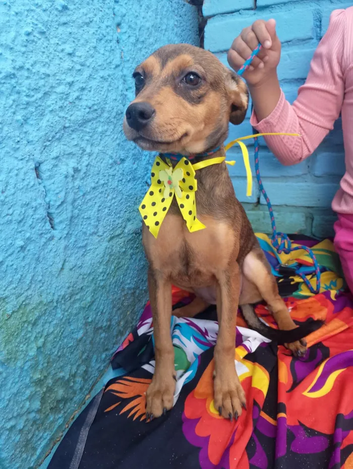 Cachorro raça SRD-ViraLata idade 2 a 6 meses nome JAMILA