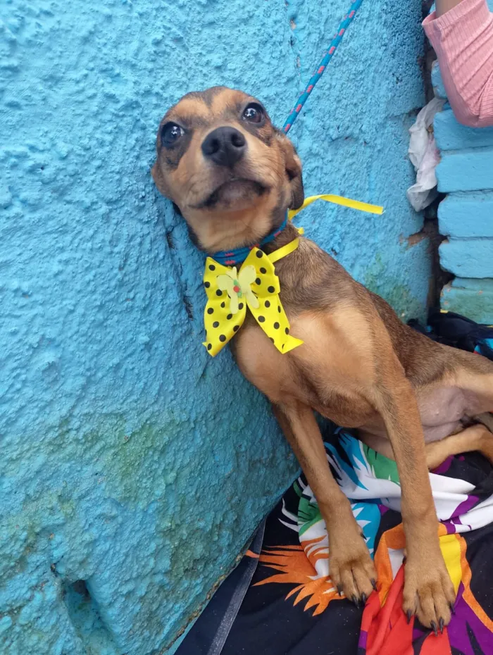 Cachorro raça SRD-ViraLata idade 2 a 6 meses nome JAMILA