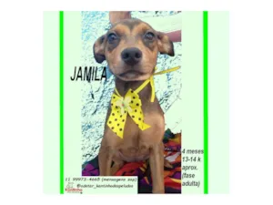Cachorro raça SRD-ViraLata idade 2 a 6 meses nome JAMILA