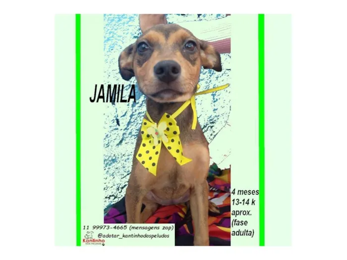 Cachorro raça SRD-ViraLata idade 2 a 6 meses nome JAMILA