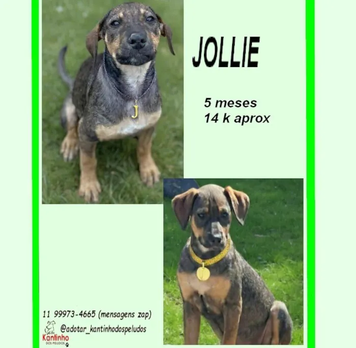 Cachorro raça SRD-ViraLata idade 2 a 6 meses nome JOLIE