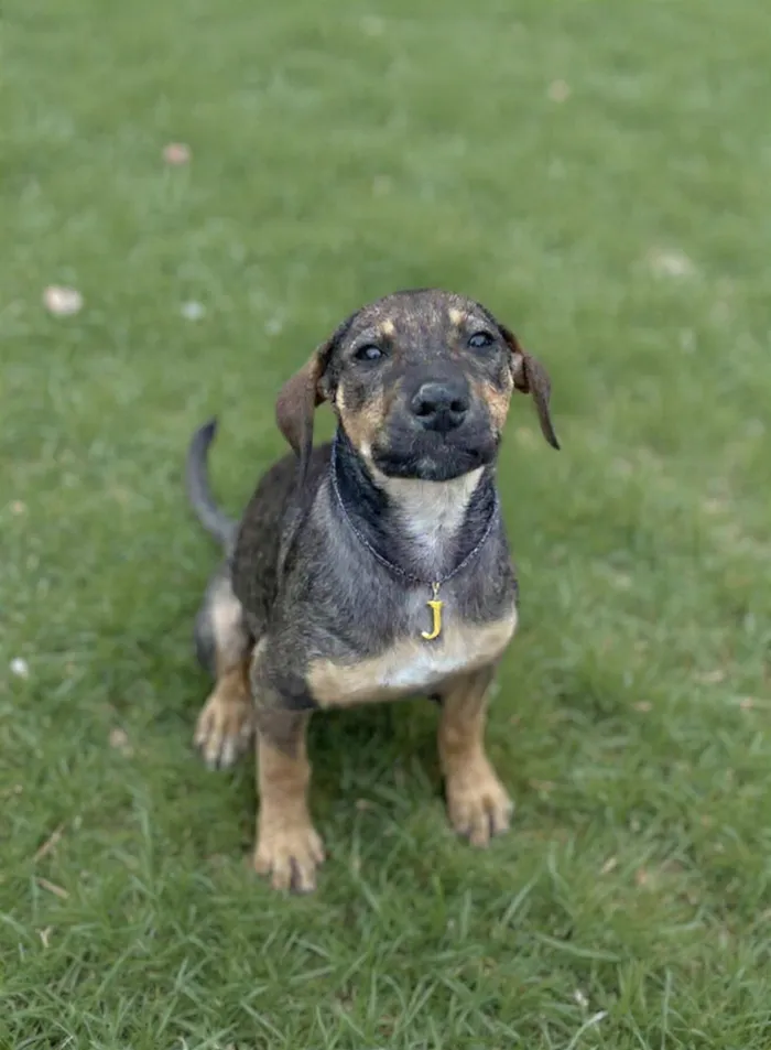 Cachorro raça SRD-ViraLata idade 2 a 6 meses nome JOLIE