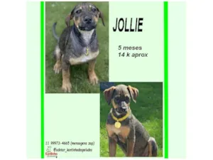 Cachorro raça SRD-ViraLata idade 2 a 6 meses nome JOLIE