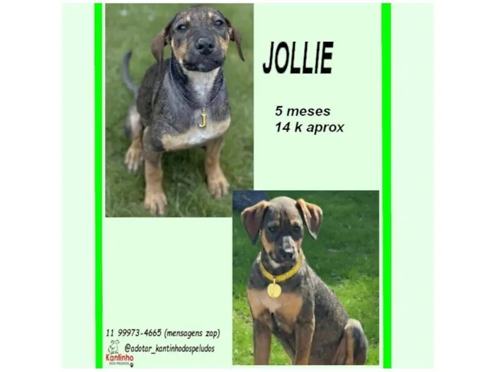 Cachorro raça SRD-ViraLata idade 2 a 6 meses nome JOLIE