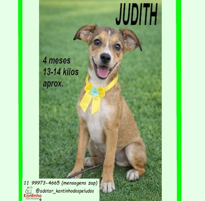 Cachorro raça SRD-ViraLata idade 2 a 6 meses nome JUDITH