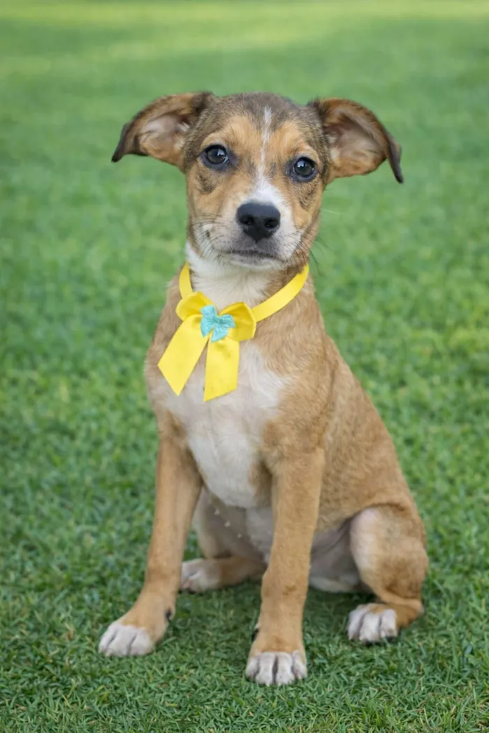 Cachorro raça SRD-ViraLata idade 2 a 6 meses nome JUDITH