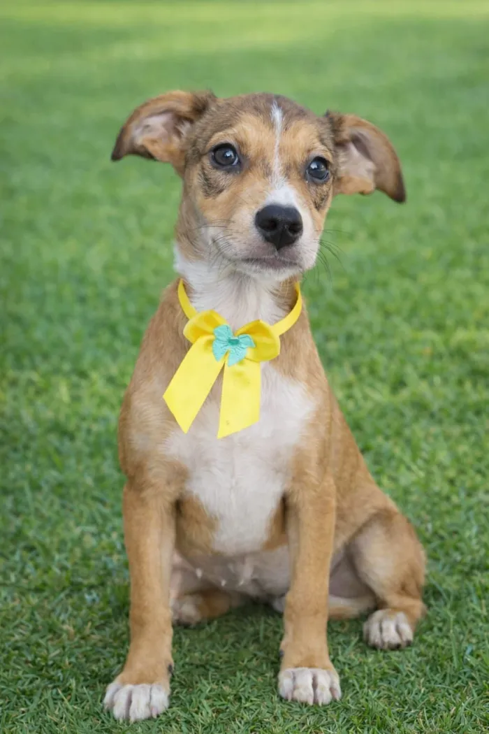 Cachorro raça SRD-ViraLata idade 2 a 6 meses nome JUDITH