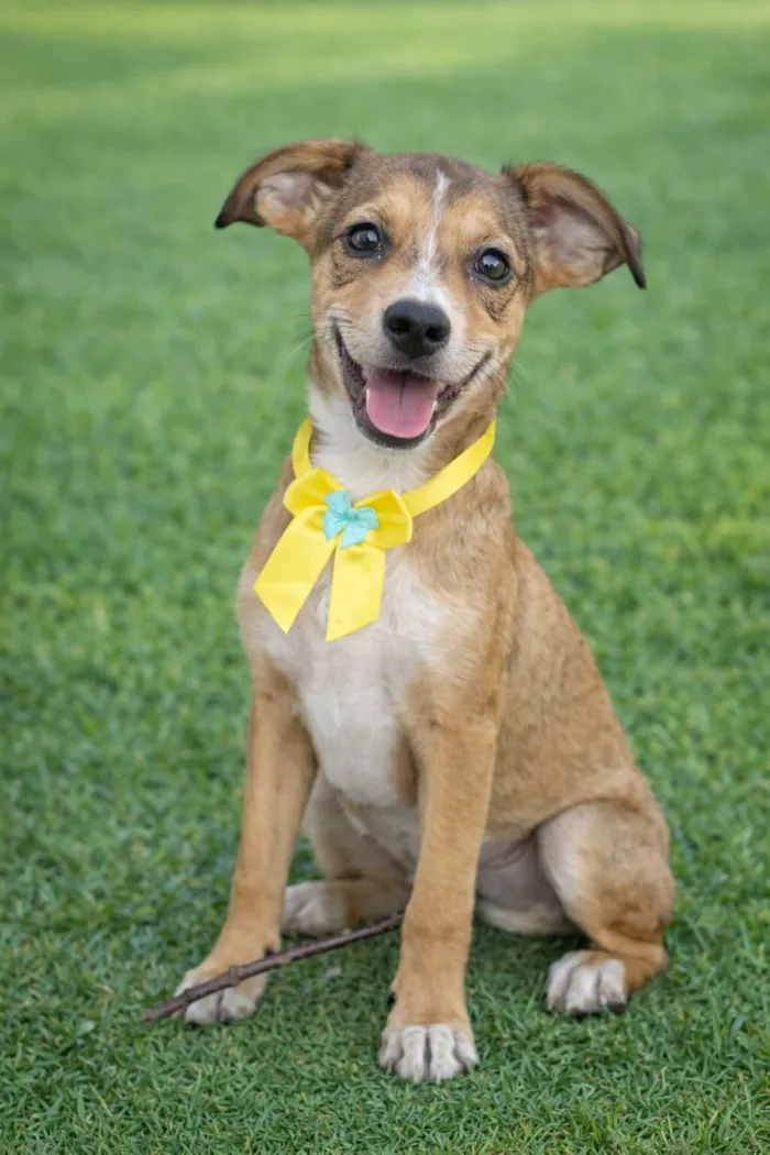 Cachorro raça SRD-ViraLata idade 2 a 6 meses nome JUDITH