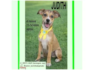 Cachorro raça SRD-ViraLata idade 2 a 6 meses nome JUDITH