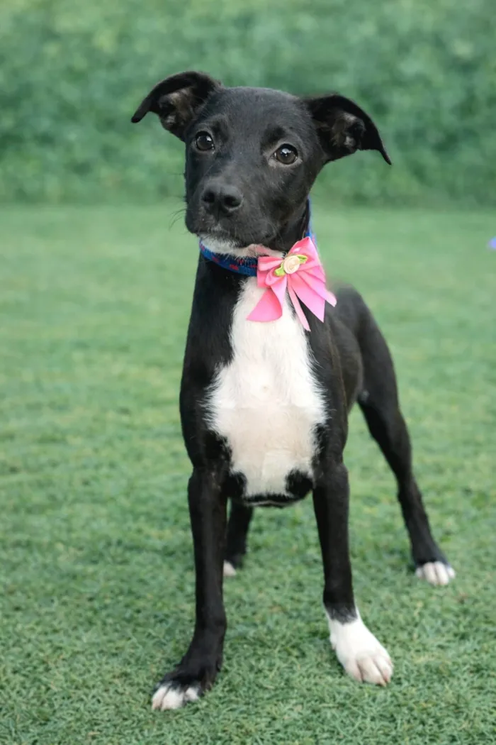 Cachorro raça SRD-ViraLata idade 2 a 6 meses nome JUREMA