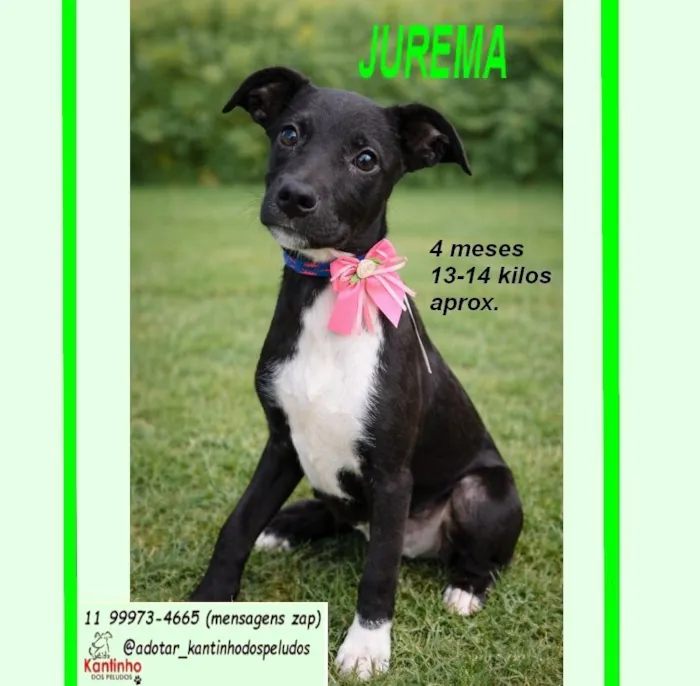 Cachorro raça SRD-ViraLata idade 2 a 6 meses nome JUREMA