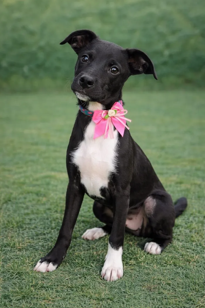 Cachorro raça SRD-ViraLata idade 2 a 6 meses nome JUREMA