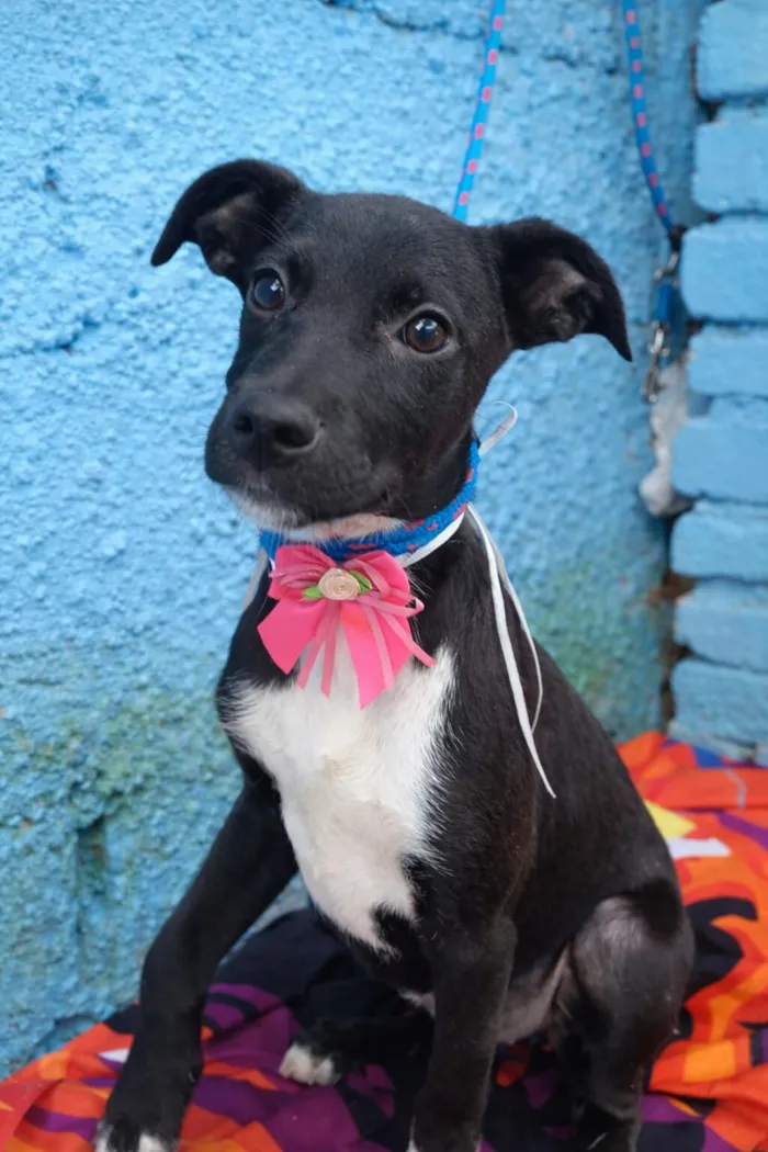 Cachorro raça SRD-ViraLata idade 2 a 6 meses nome JUREMA